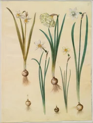 Narcissus ×mediluteus (toblomstret narcissus); Narcissus pseudonarcissus; Narcissus (narcissus); Runollinen narsissi (pinselilje); Narcissus × ohuempi