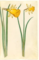 Narcissus pseudonarcissus (narsissi)