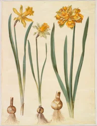 Narcissus pseudonarcissus major (iso narsissi); Narcissus pseudonarcissus bicolor (kaksivärinen narsissi); Narcissus pseudonarcissus