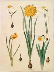 Narcissus pseudonarcissus minor; Narcissus pseudonarcissus (narsissi); Narcissus ×tenuior; Narcissus bulbocodium (krinoliininarcissus); Narcissus pseudonarcissus bicolor (kaksivärinen narsissi)