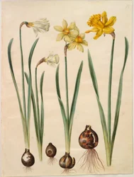 Narcissus pseudonarcissus moschatus (myski-narcissus); Narcissus ×mediluteus (toblomstret narcissus); Narcissus pseudonarcissus major (stor påskelilje)