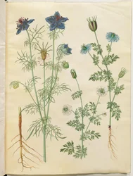 Nigella hispanica (paholainen pensaassa); Nigella sativa (musta kumina)