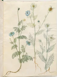 Nigella sativa (musta kumina); Nigella damascena (neitsyt vihreässä)
