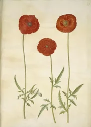 Papaver rhoeas (jyväunikko)