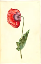 oopiumiunikko (oopiumunikko)