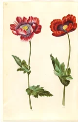 oopiumiunikko (oopiumunikko)
