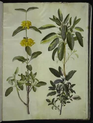 Phlomis fruticosa (pensaspaloyrtti); Salvia officinalis (ryytisalvia)