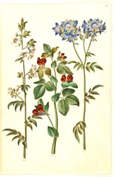 Polemonium caeruleum (tavalliset Jaakobin tikkaat); Lotus tetragonolobus (parsaherne)