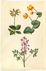 Primula veris (onttokaulainen lehmän esikko); Caltha palustris (niittysara); Corydalis cava (onttojuurinen larkspur)