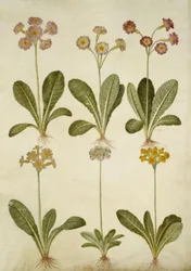 Primula veris (onttokaulainen lehmähernehybridi); Primula farinosa (kukistava lehmäherne)