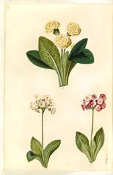 Primula vulgaris (suurikukkainen lehmäkukka); Primula × pubescens (puutarhakorvakorva)