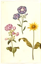 Saponaria officinalis (tavallinen saippuajuuri); Convolvulus tricolor (neiton hame); Helianthus (?) (auringonkukkalaji)