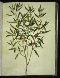 Solanum pseudocapsicum (Jerusalem-korallipuu)