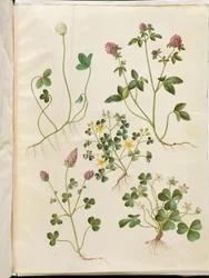 Trifolium repens (valkoapila); Trifolium pratense (puna-apila); Oxalis corniculata (sarjakäenkaali); Trifolium incarnatum (veriapila); Oxalis acetosella (käenkaali)