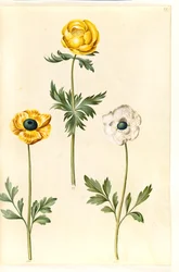 Trollius europaeus (eurooppalainen niittyluumu); Ranunculus asiaticus (puutarhaleinikuppi)