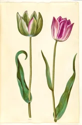 Tulip Gessneriana (ara-Tulipa)finès