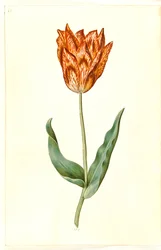 Tulipa gesneriana (have-tulppaani)