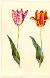 Tulipa gesneriana (have-tulppaani)