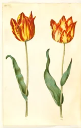 Tulipa gesneriana (have-tulppaani)