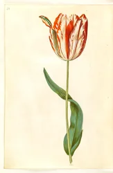 Tulipa gesneriana (have-tulppaani)