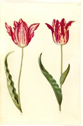 Tulipa gesneriana (have-tulppaani)