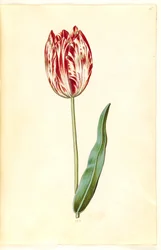 Tulipa gesneriana (have-tulppaani)
