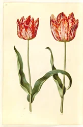 Tulipa gesneriana (have-tulppaani)
