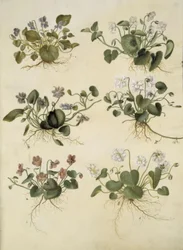 Viola odorata (marts-viul)