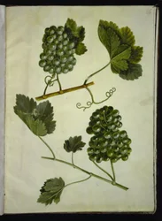 Vitis vinifera (tavallinen viini)