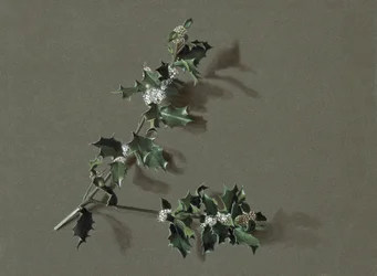 Ilex aquifolium L. Common Holly, c1870-1920.