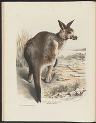 Australian nisäkkäät (Krefft) Nla.obj-33627803-11 Kenguru