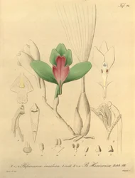 Bifrenaria hajuton + harrisonia