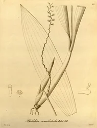 Kuva Pholidota camelostalixista
