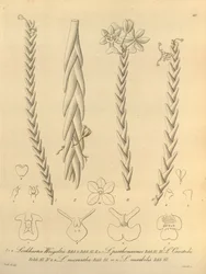 Lockhartia - Xenia vol 1 (1858) fig 40.