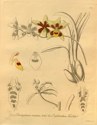 Tämä tiedosto on peräisin Biodiversity Heritage Librarysta, ja se on saatavilla verkossa osoitteessa biodiversitylibrary.org/page/698370