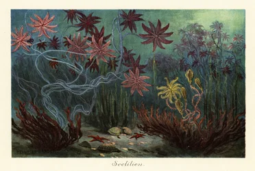 Kuolleet kuolleet merililjat tai krinoidit, Crinoidea, merenpohjassa., 1908 (tulostus)