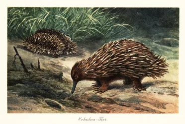 Lyhytnokkainen echidna, Tachyglossus aculeatus, ravinnonhaku.