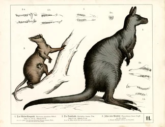 Australialaiset ja amerikkalaiset marsupiaalit