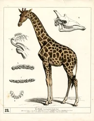 Kirahvi anatomisine yksityiskohtineen