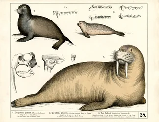 Hylkeet ja mursut anatomisine yksityiskohtineen