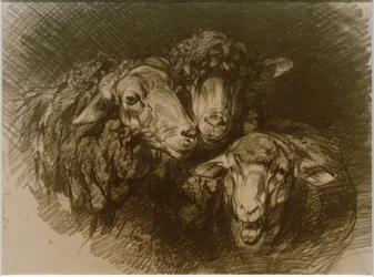 lampaat