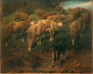 Lammas mustalla koiralla