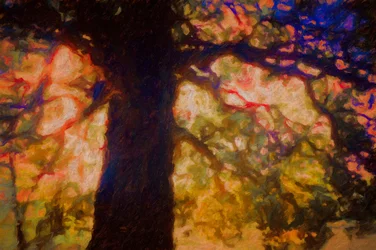Spreading Oak:n alla, 2019