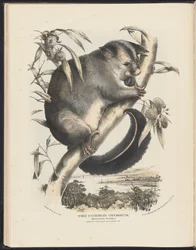 Australian nisäkkäät (Krefft) Nla.obj-33627803-9 The Common Opossum.