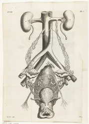 Anatominen kuva naisen sukuelimistä ja munuaisista Kirjakuvitus: Reinier de Graaf, Kaikki teokset, Amsterdam, 1686