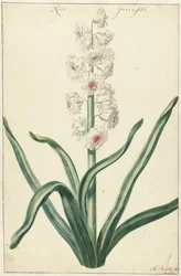 Witte hyasintti Rose Invisible (otsikko esineessä)