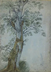 Study of a Tree, 1597-99 (tussi tummanruskealla musteella, sivellin wc- ja bodycolor-värillä, korotettu valkoisella, sinisellä paperilla).