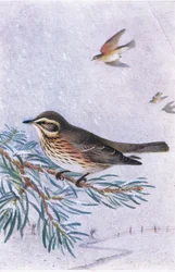 Redwing, Postikortit,1930-luku