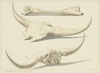 Aurochin fossiiliset luut, löydetty tulvan aikana, 1809