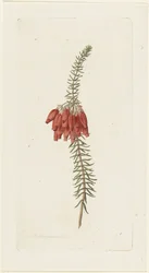 Kukat (Erica Mammosa)